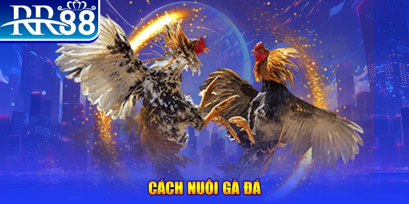 colatv Ws168 Đá Gà