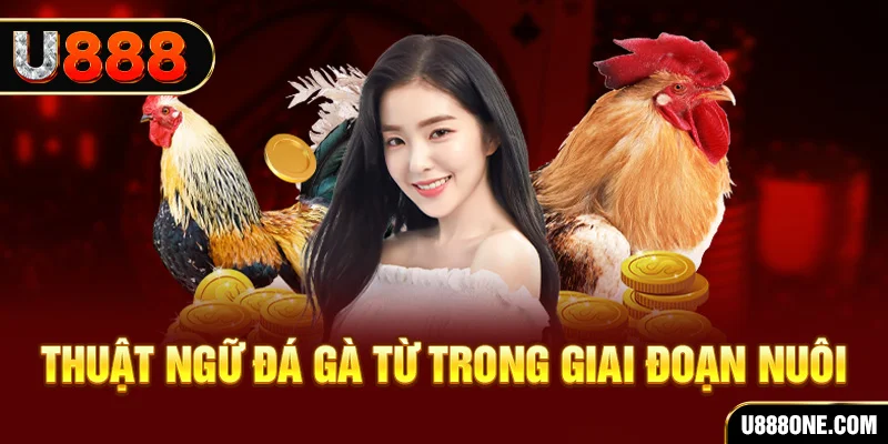 colatv xổ số miền bắc 90 ngày
